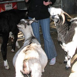 Featherdale 2012 - Domestic Goats and Domestic Cow