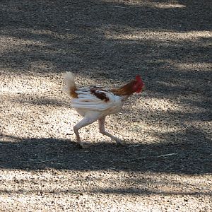Featherdale 2012 - Domestic Chicken