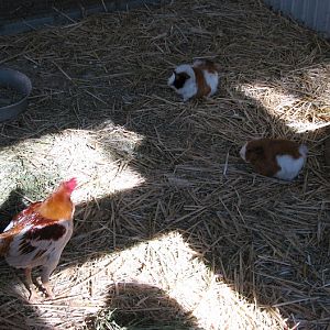 Featherdale 2012 - Guinea Pigs and Domestic Chicken
