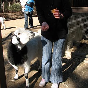 Featherdale 2012 - Domestic Goat
