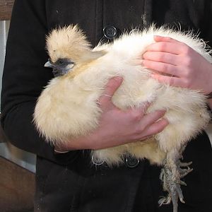 Featherdale 2012 - Domestic Chicken