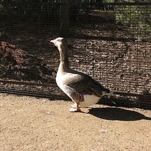 Featherdale 2012 - Domestic Greylag Goose