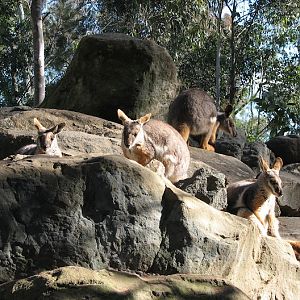 Featherdale 2012 - Yellow-footed Rock Wallabies