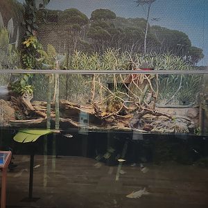 Amazon Rising: Anaconda Exhibit (Front View)