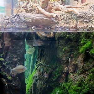 Amazon Rising: Anaconda Exhibit (Side View)