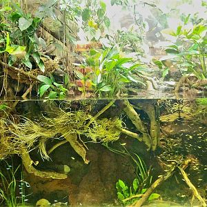 Amazon Rising: Beauty of the Amazon