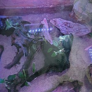 Amazon Rising: Caecilian Tank