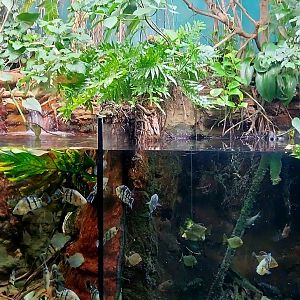 Amazon Rising: Diversity