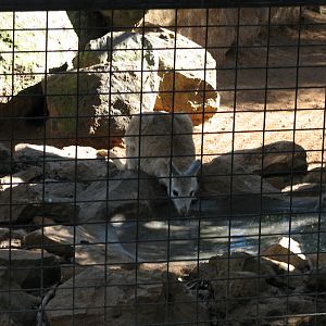Macropod ID - Featherdale 2012