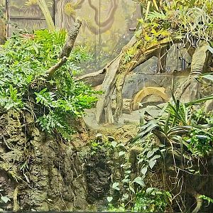 Amazon Rising: Dry Forest