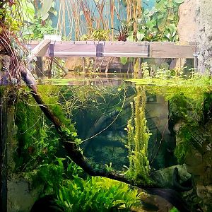 Amazon Rising: Electric Eel Exhibit