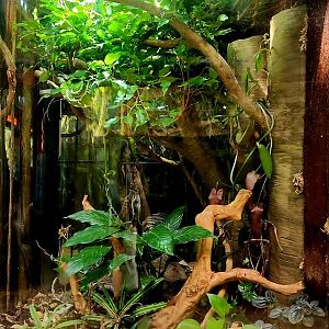 Amazon Rising: Emerald Tree Boa Vivarium