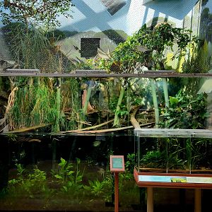 Amazon Rising: Floating Meadow