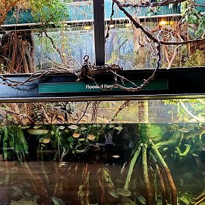 Amazon Rising: Flooded Forest