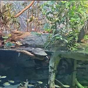 Amazon Rising: Floodplain Lake