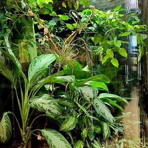 Amazon Rising: Fringed Leaf Frog Vivarium