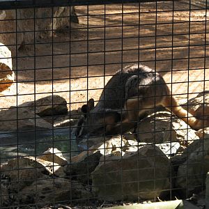Featherdale 2012 - Yellow-footed Rock Wallaby