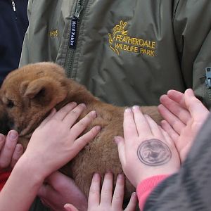 Featherdale 2012 - very young Dingo pup