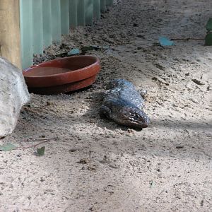 Featherdale 2012 - Shingleback in one of the koala exhibits