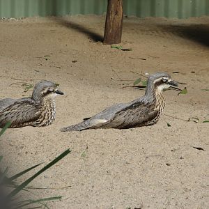 Featherdale 2012 - flight-restricted Bush Stone Curlews in one of the koala exhibits