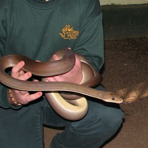 Featherdale 2012 - Olive Python