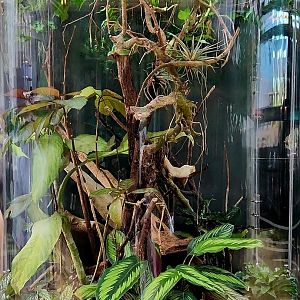 Amazon Rising: Giant Monkey Frog Vivarium