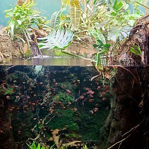 Amazon Rising: Home Aquarium