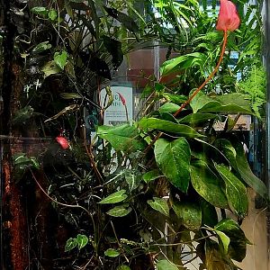 Amazon Rising: Large Poison Dart Frog Vivarium