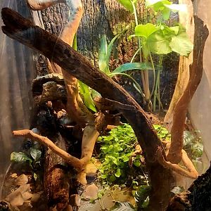 Amazon Rising: Milk Frog Vivarium