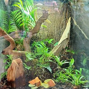 Amazon Rising: Mixed Invertebrate Vivarium