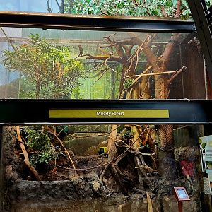 Amazon Rising: Muddy Forest