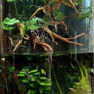 Amazon Rising: Rainwall Tank