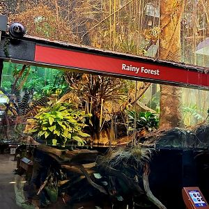 Amazon Rising: Rainy Forest