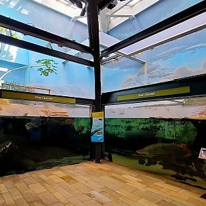 Amazon Rising: River Channel