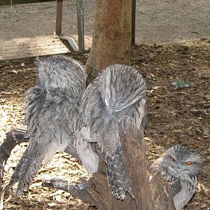 Featherdale 2012 - flight-restricted Tawny Frogmouths in the koala walkthrough