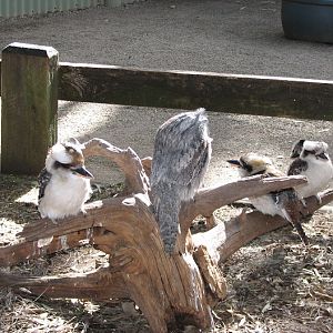 Featherdale 2012 - flight-restricted Laughing Kookaburras and Tawny Frogmouth in the koala walkthrough