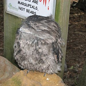 Featherdale 2012 - flight-restricted Tawny Frogmouth in the koala walkthrough