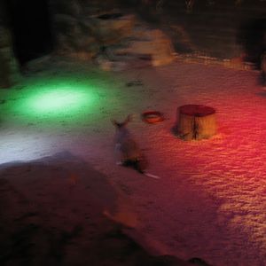 Featherdale 2012 - Greater Bilby