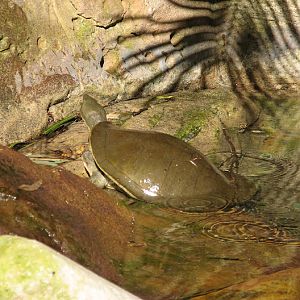Turtle ID - Featherdale 2012