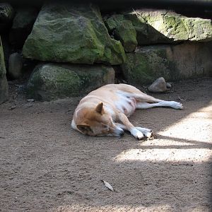 Featherdale 2012 - Alpine Dingo