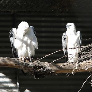 Featherdale 2012 - White-bellied Sea Eagles