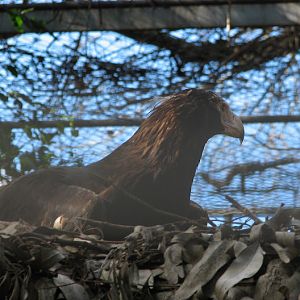 Featherdale 2012 - Wedge-tailed Eagle