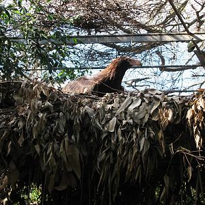 Featherdale 2012 - Wedge-tailed Eagle