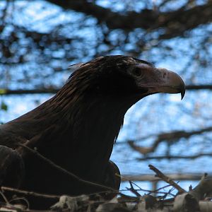 Featherdale 2012 - Wedge-tailed Eagle