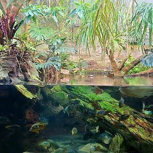 Amazon Rising: River's Edge (Left)