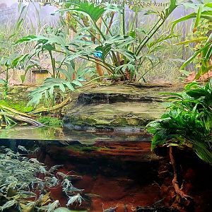 Amazon Rising: River's Edge (Right)