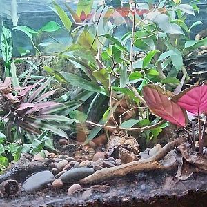 Amazon Rising: Small Poison Dart Frog Vivarium (Left)