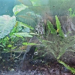 Amazon Rising: Small Poison Dart Frog Vivarium (Right)