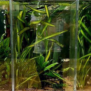 Amazon Rising: Smaller Aquariums
