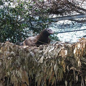 Featherdale 2012 - Wedge-tailed Eagle